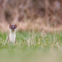 IMG_3044-2