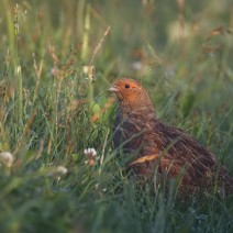 IMG_4055s