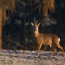 Kopie_von_IMG_0504