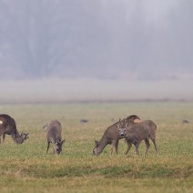 Kopie_von_IMG_1323