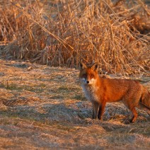 Kopie_von_IMG_2462ver2