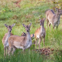 Kopie_von_IMG_2527