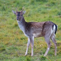 Kopie_von_IMG_5877