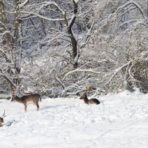 Kopie_von_IMG_6977