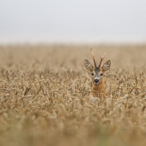 Kopie_von_IMG_8318